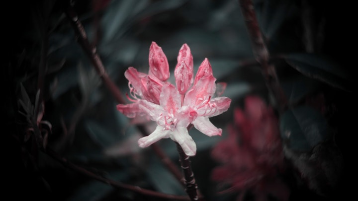 Regrowth, Film Still