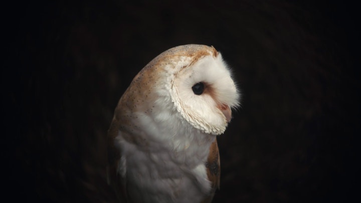 Owl, The Rewilding, Limited Edition Film Stills