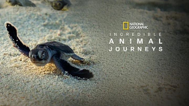 Incredible Animal Journeys - National Geographic