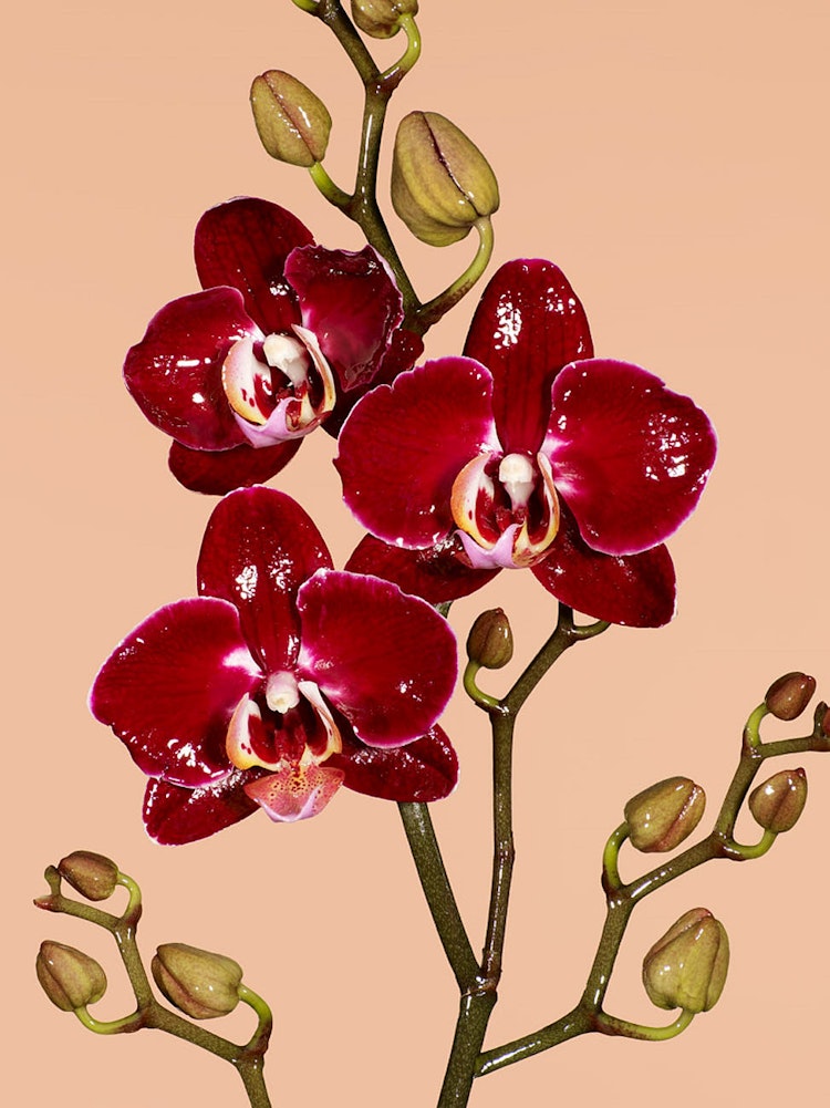Orchid_Study_02