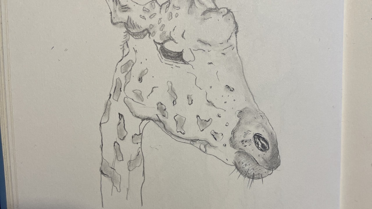 giraffe_looking