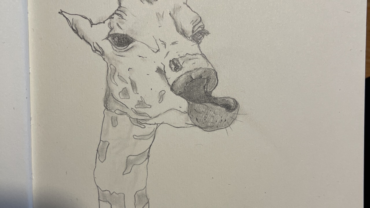 giraffe_chewing