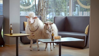 B&B HOTELS - MERYL SHEEP
