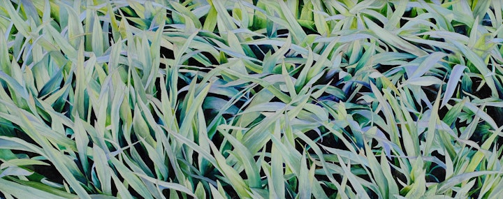 'Blue Grass'
Oil
