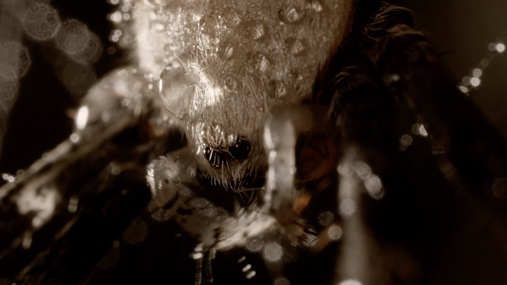 EVOLVE - Orb Spiders