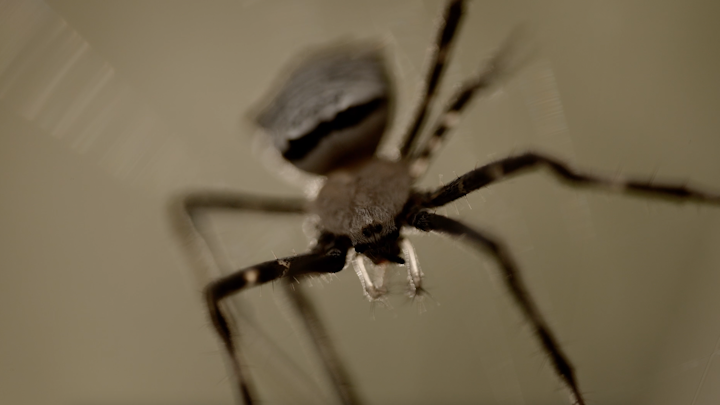 EVOLVE - Orb Spiders