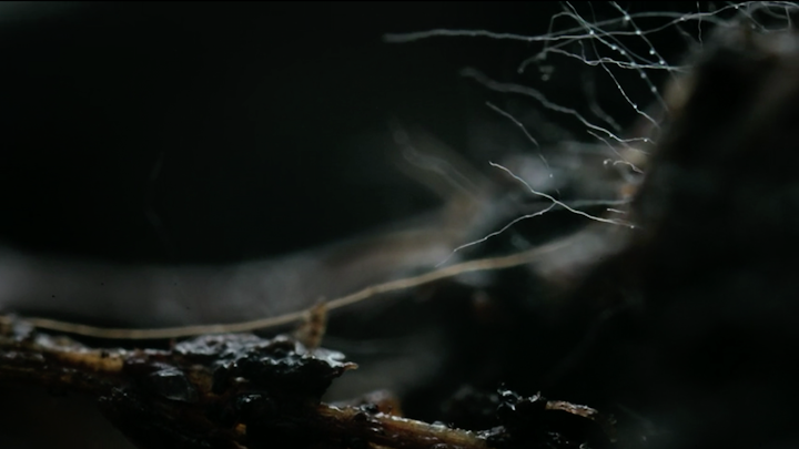 Super/Natural 'Strange Relations' Timelapses