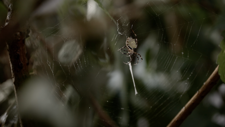 EVOLVE - Orb Spiders