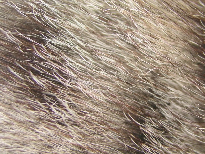 PETA: FUR HURTS