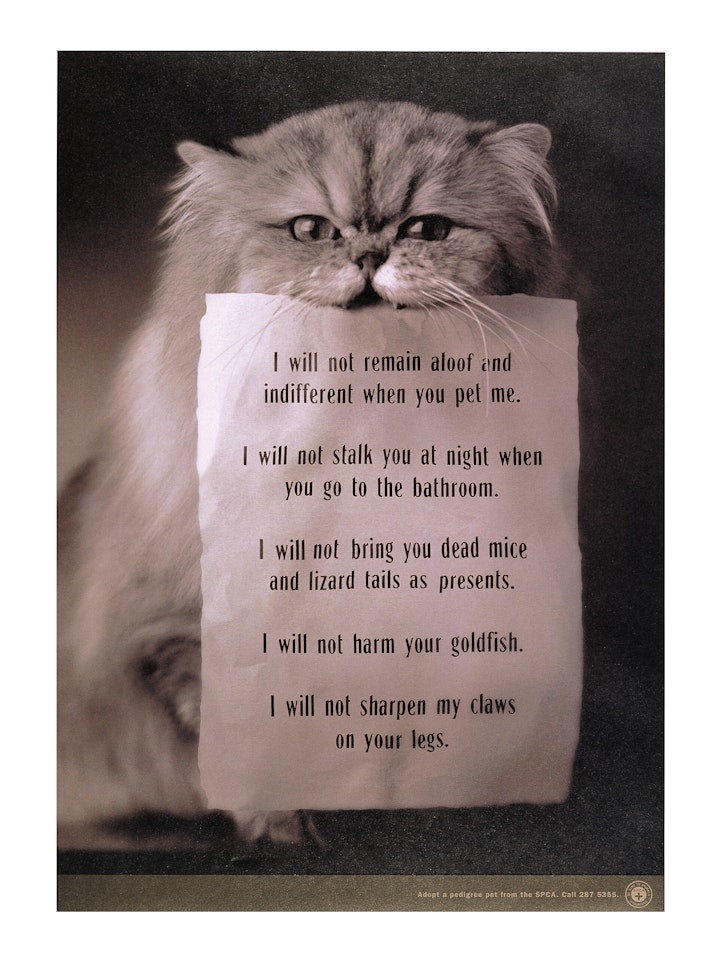 SPCA Singapore PetAdoption Pledges Cat -