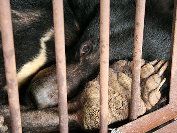 ACRES: BEAR BILE FARMING