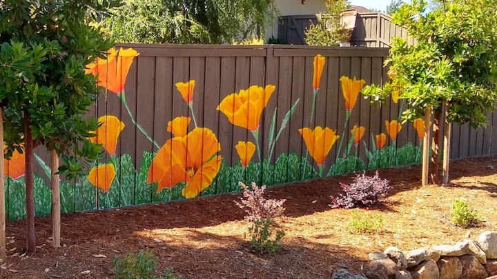 Rocklin garden wall poppies