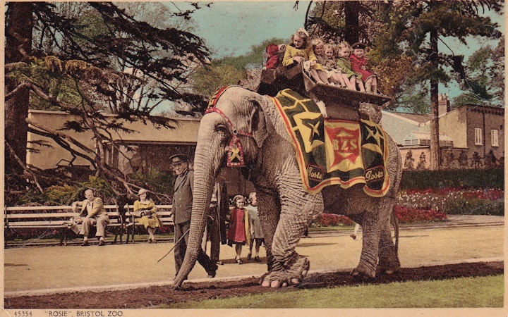 "Rosie" the elephant at Bristol Zoo (Harvey Barton & Son Ltd., Bristol)