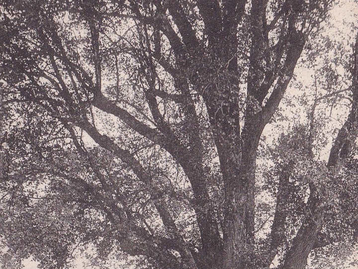Old Tree at Cromhall posted on 4th August 1908 (E.C. Stevens, Bristol).