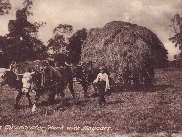 Oxen pulling the hay cart in Cirencester Park (W. Dennis Moss, Cirencester, the "Cecily" series).
