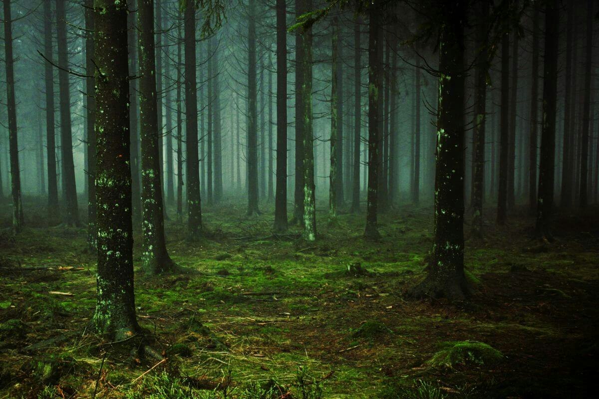 Dark forest on the grounds of Highclere Castle