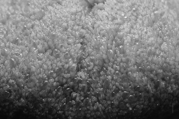 Macro super-closeup of a tongue in black and white.