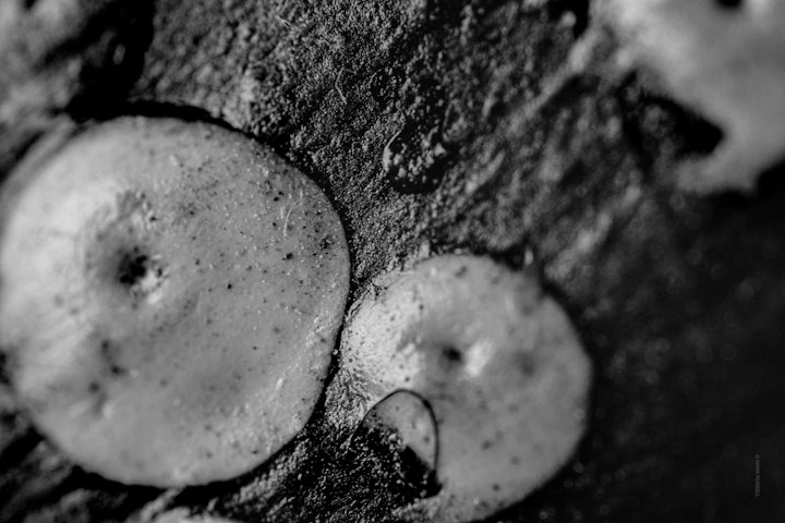 Macro super-closeup of paint on wood in black and white.