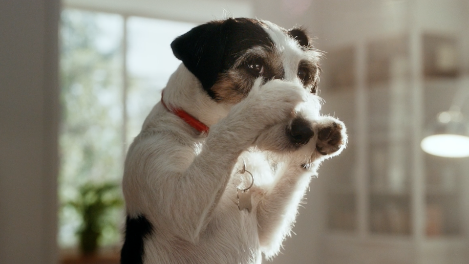 A DOG IN TROUBLE  Commercial