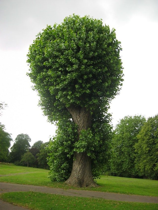 Tree in Bristol