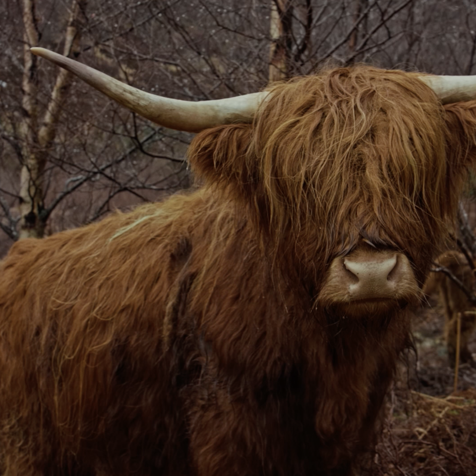 Jamfilms - Rolls Royce - Highland Cows