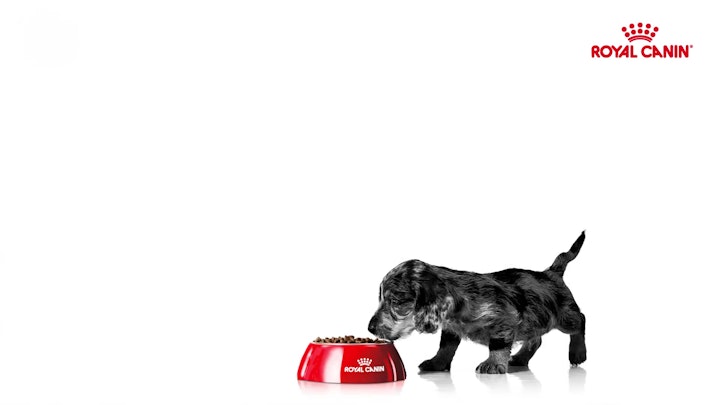 Royal Canin - Healthy Now and Always - 