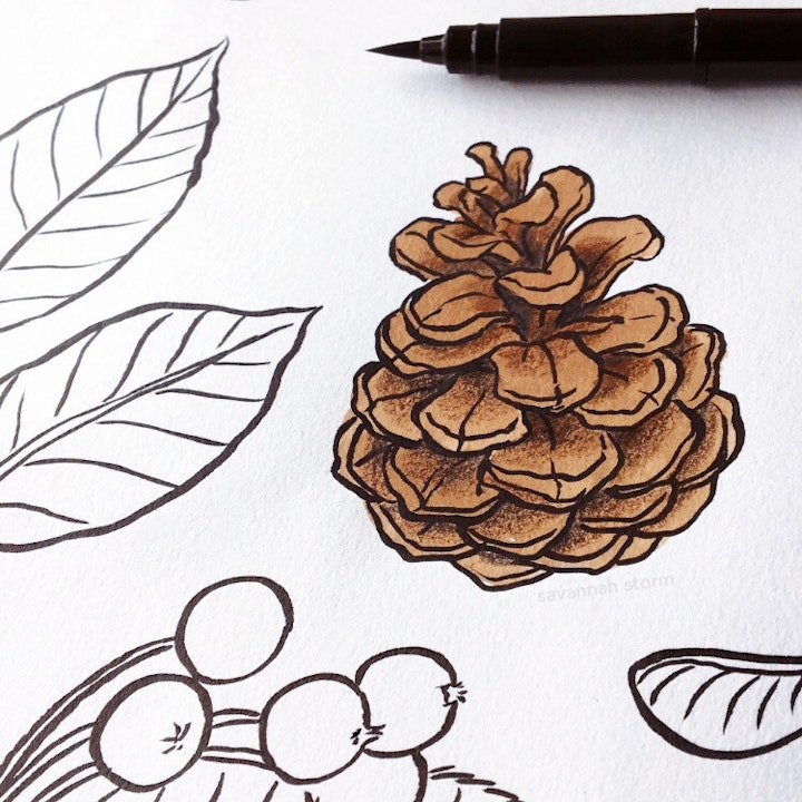 Sketchbooks - A sketchbook page of a pine cone, illustrated using ink and watercolour paints.