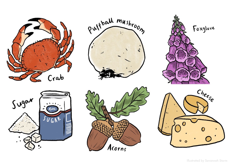 Foraging for Food - Food foraging worksheet, with illustrations of a crab, a puffball mushroom, foxglove, sugar, acorns and some cheese.