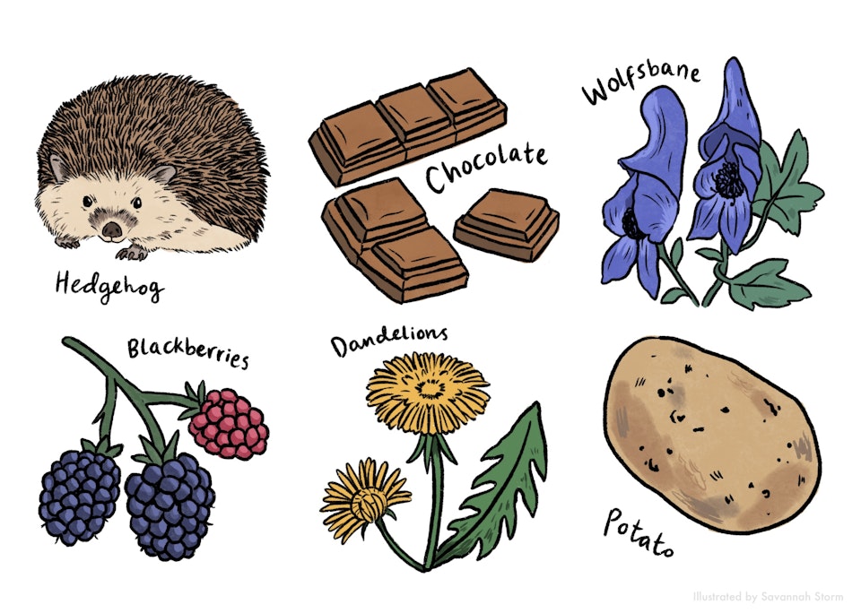 Foraging for Food - Food foraging worksheet, with illustrations of a hedgehog, some chocolate, a wolfsbane plant, blackberries, dandelions and a potato.