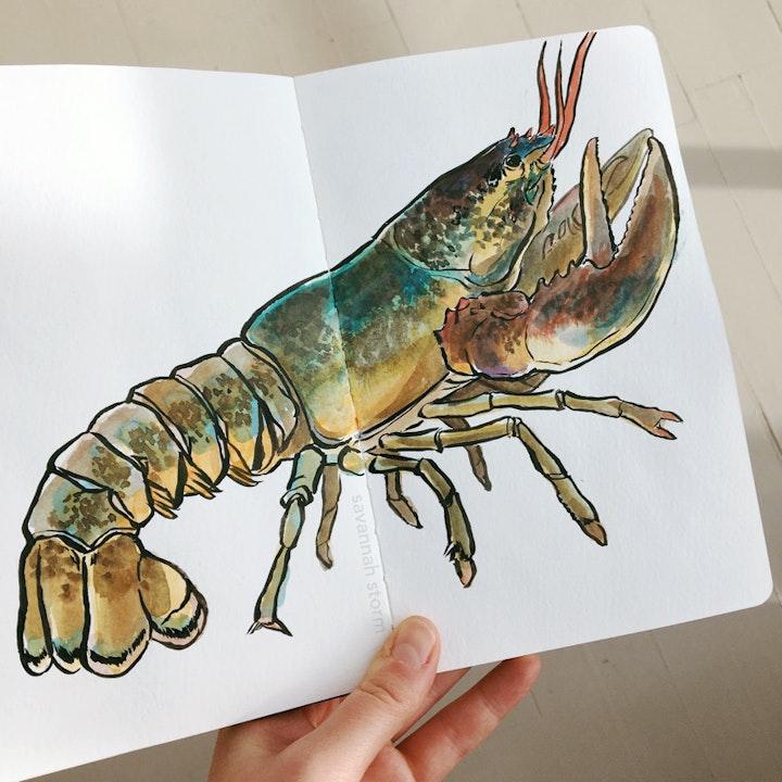 Sketchbooks - A sketchbook page of a colourful lobster, illustrated using acrylic inks.