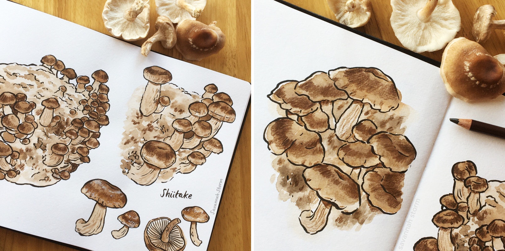Sketchbook pages showing the work in progress of creating hand drawn illustrations of shiitake mushrooms.