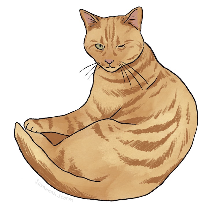Cats Protection Postcards - Digitally drawn illustration of a ginger tabby cat, lying in a comfy curled up position.