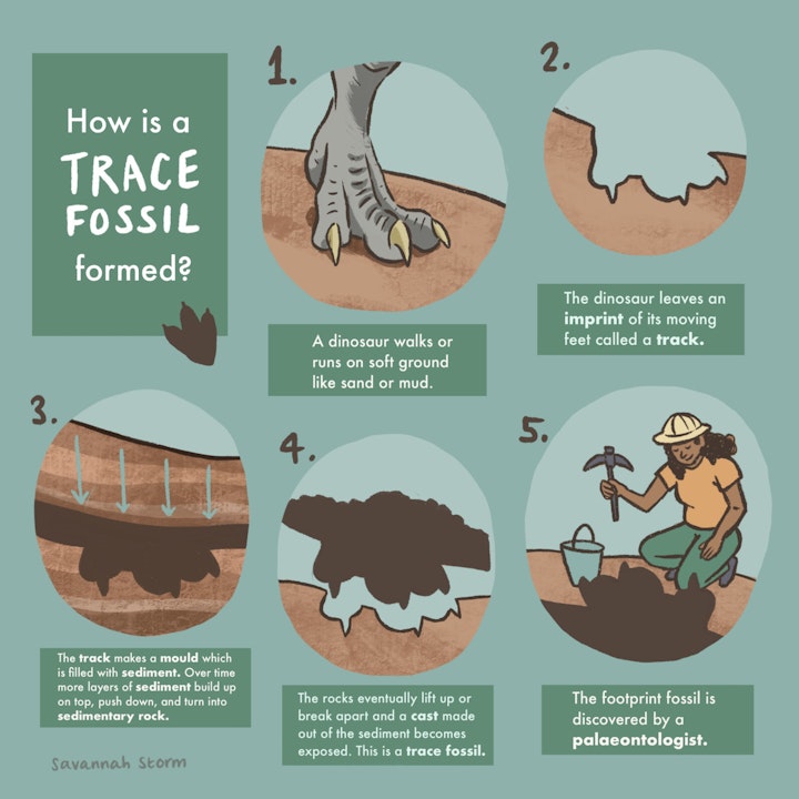 Fossil Formation - Illustrated fossil formation infographic, showing geological stages of how a trace fossil is formed.