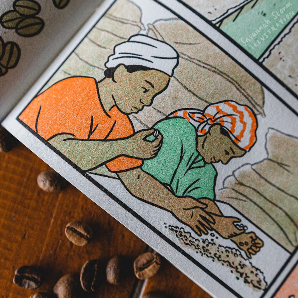 Just a Coffee, please - A graphic novel page showing illustrations of how coffee beans are harvested and sorted. Two female coffee plantation workers sort dried raw green coffee beans.