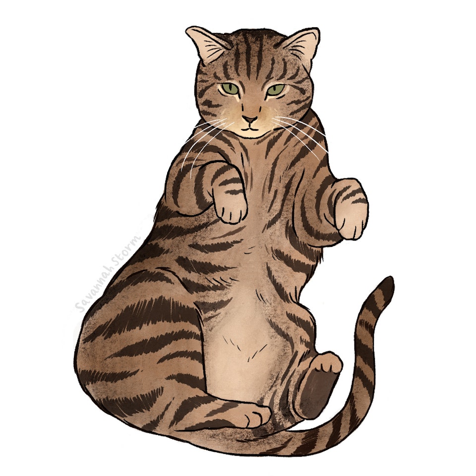 Cats Protection Postcards - Digitally drawn illustration of a tortoiseshell tabby cat, lying on its back with its paws in the air.