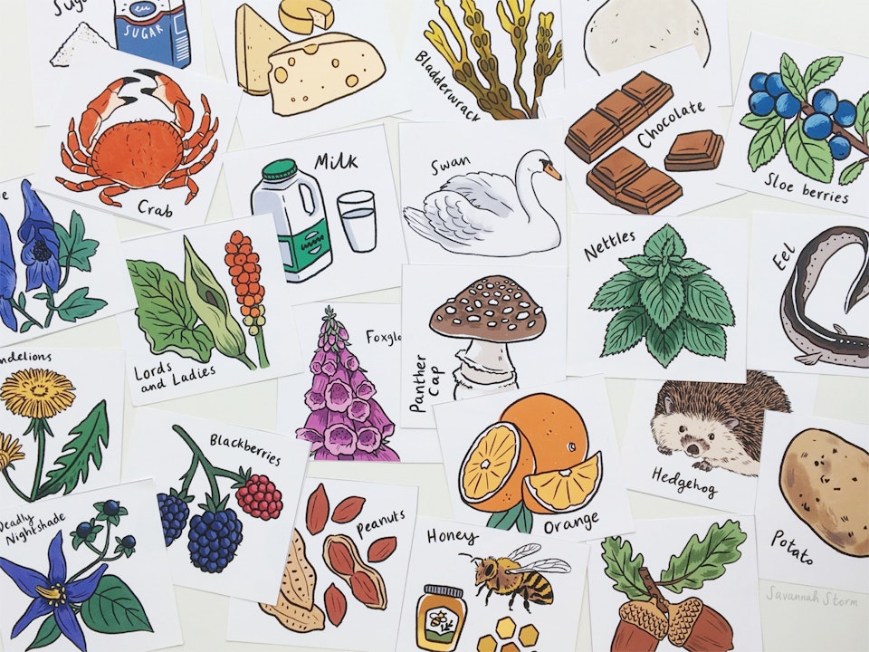 Foraging for Food - Illustrated flashcards showing various foraged foods, plants and animals.