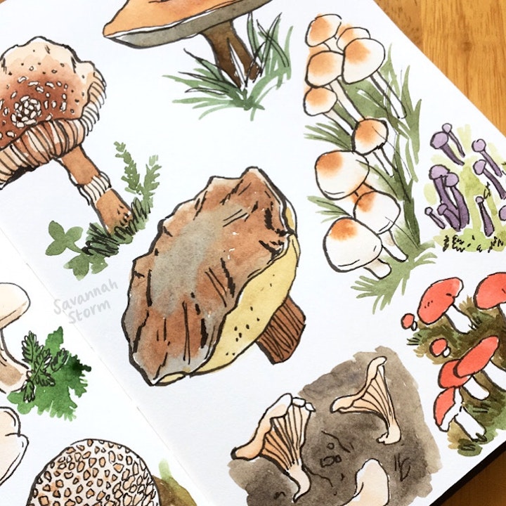 Sketchbooks - A sketchbook page of colourful autumnal mushrooms, illustrated using ink and watercolour paints.