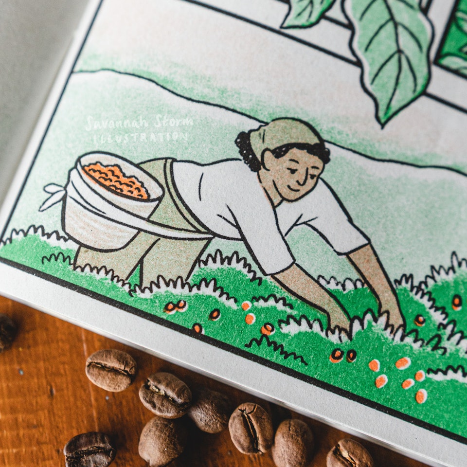 Just a Coffee, please - A graphic novel page showing illustrations of how coffee is grown, farmed and harvested. A worker on a coffee plantation picks coffee cherries.