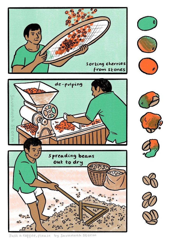 Just a Coffee, please - A non fiction comic page showing illustrations of how speciality coffee is grown, farmed and harvested. Coffee plantantion workers sort cherries from beans, de-pulp and dry coffee beans.