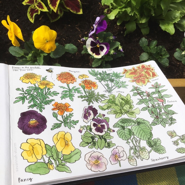 Sketchbooks - A sketchbook page of colourful spring flowers in the garden, illustrated using ink and watercolour paints.