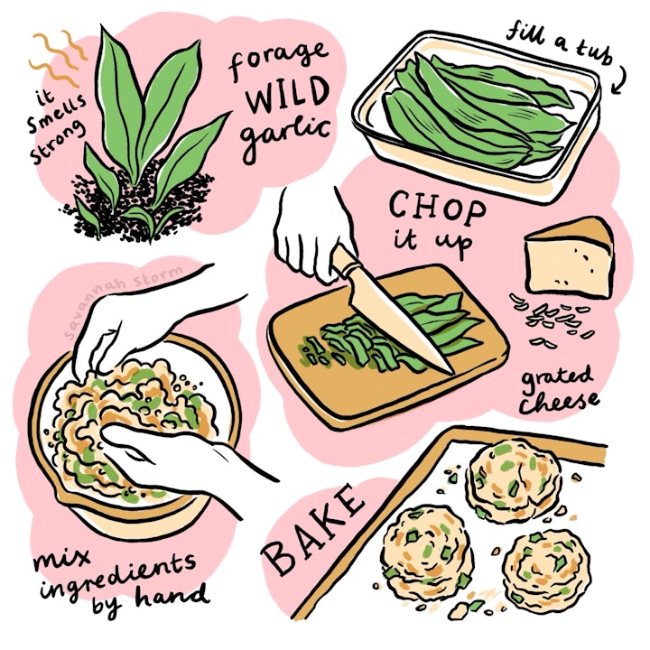 Illustrated Recipes - Illustrated recipe of Wild Garlic Scones, showing the process of baking using foraged ingredients.
