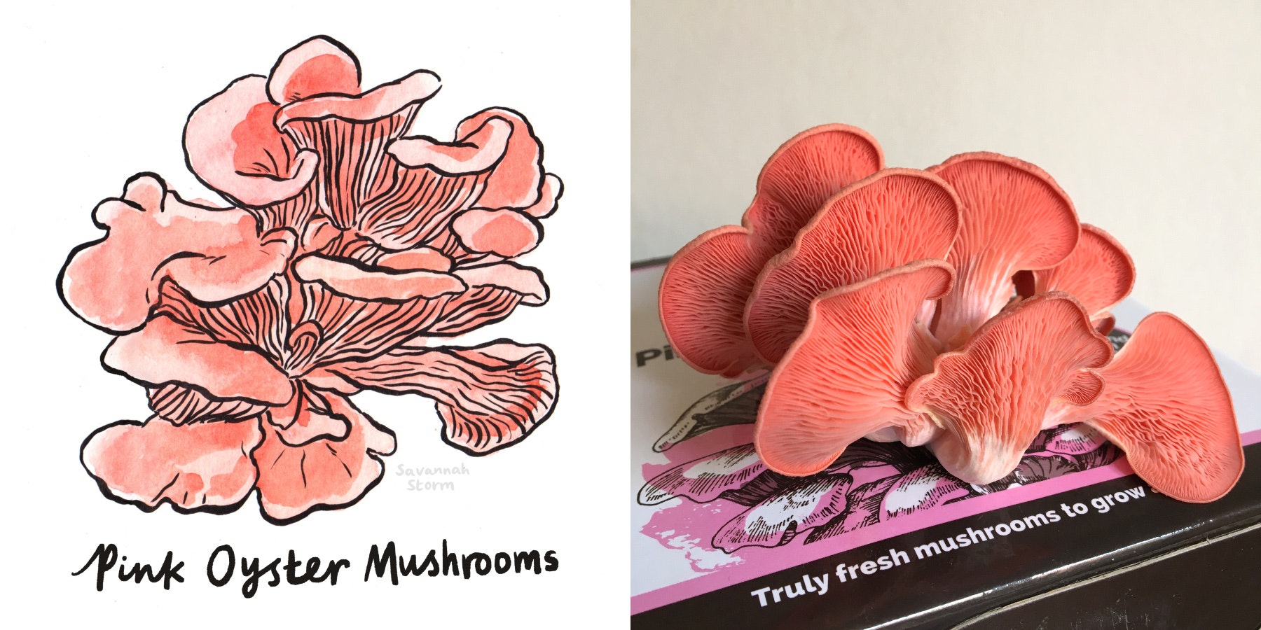 Hand painted illustration of a pink oyster mushroom, with handwritten typography labelling the specimen.