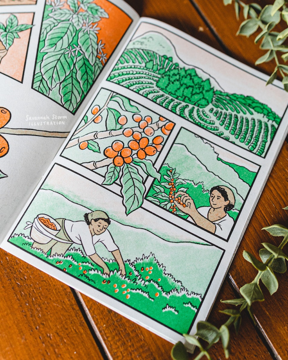 Just a Coffee, please - A graphic novel page showing illustrations of how coffee is grown, farmed and harvested. Workers on coffee plantations pick the coffee cherries from rows and rows of coffee plants.