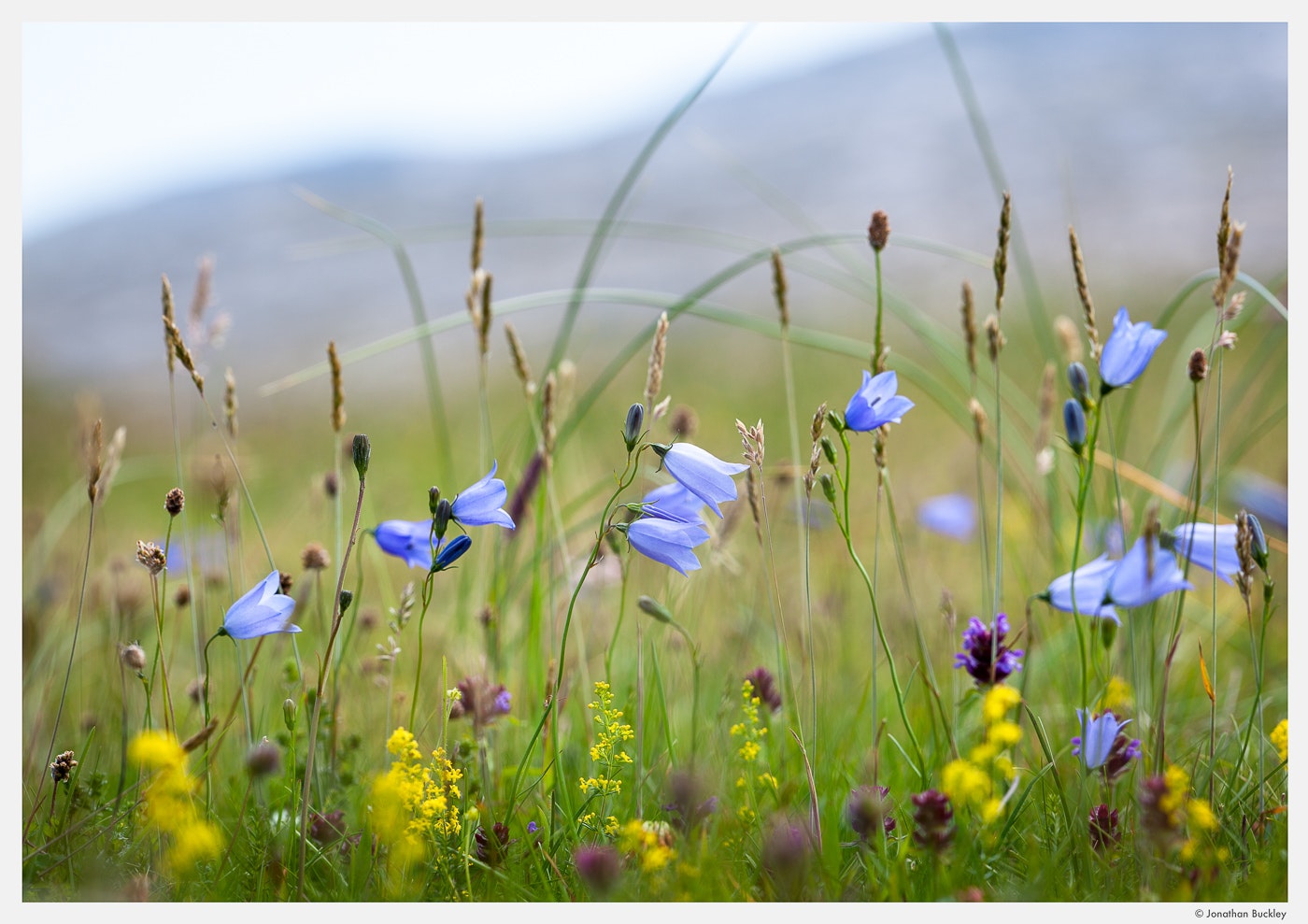 Portfolio - Jonathan Buckley Garden and Flower Photography