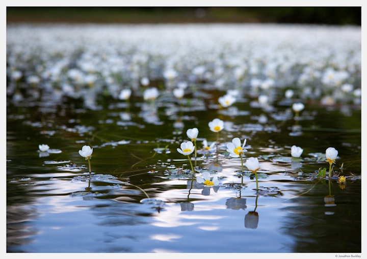 Common Water-Crowfoot, Hampshire, May