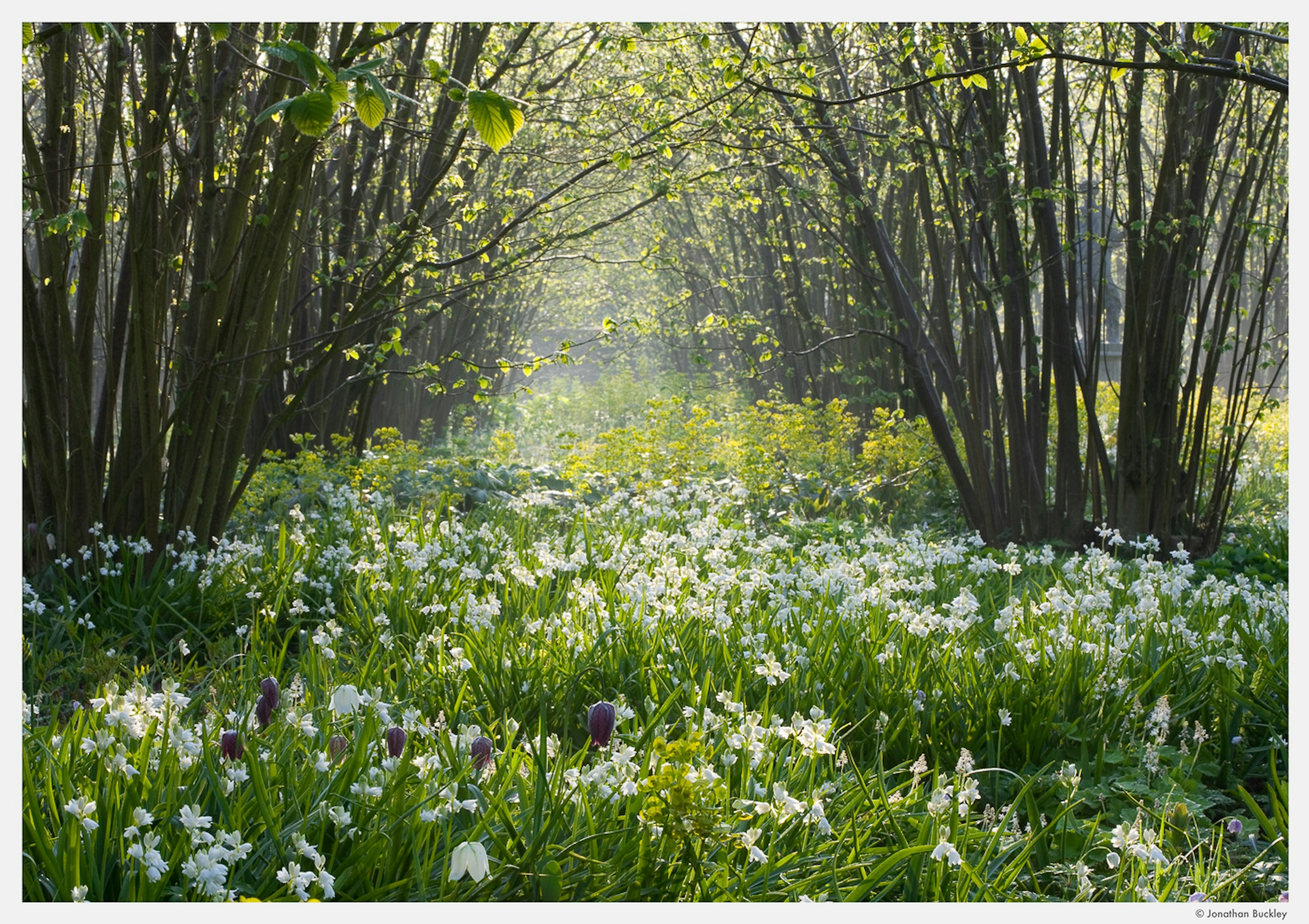 Portfolio - Jonathan Buckley Garden and Flower Photography