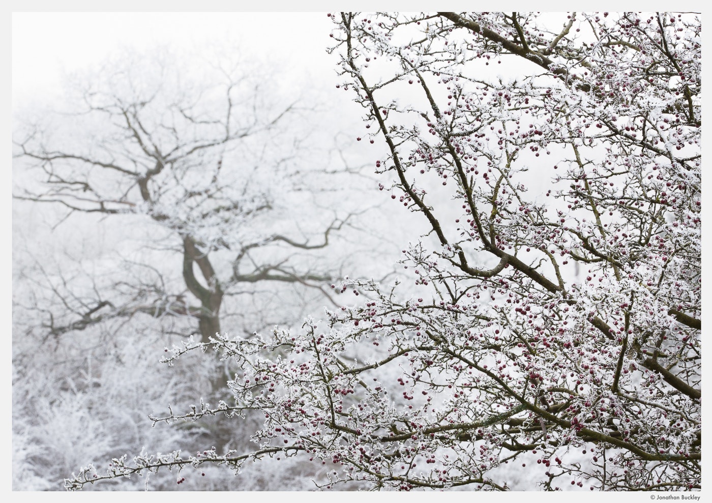 Portfolio Jonathan Buckley Garden and Flower Photography