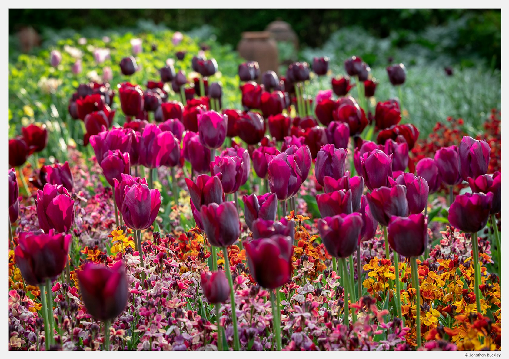 Portfolio - Jonathan Buckley Garden and Flower Photography