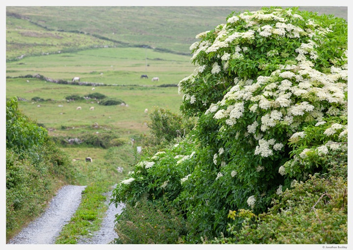 Common Elderflower, Ireland, June