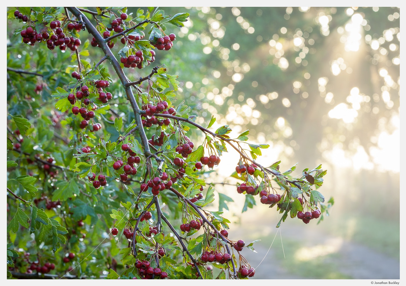 Portfolio Jonathan Buckley Garden and Flower Photography